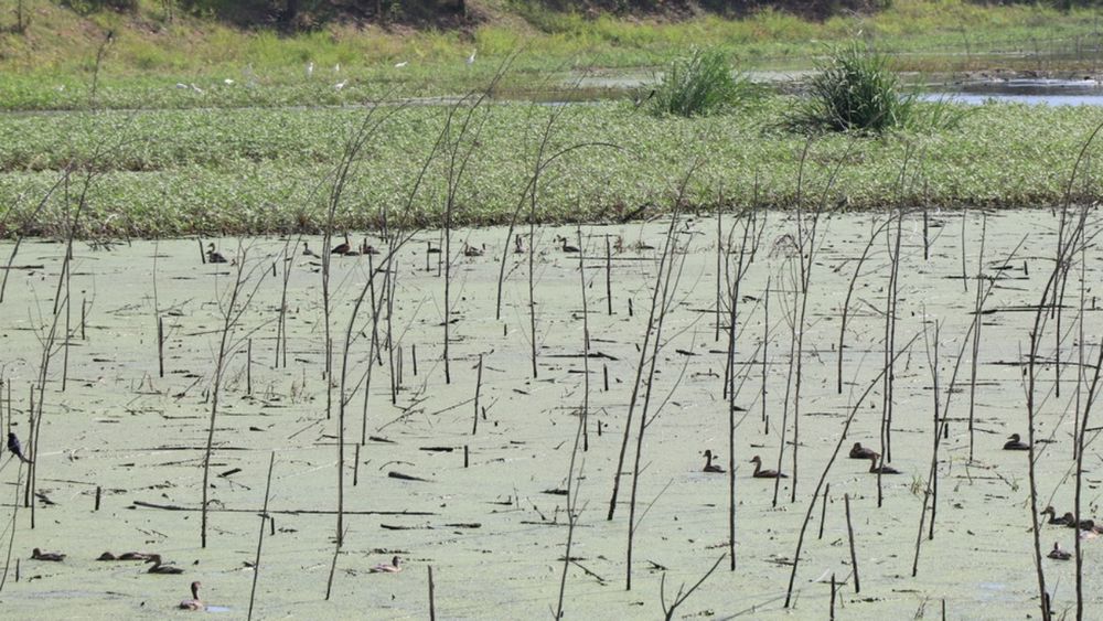 พบฝูงใหญ่ นกเป็ดน้ำหนีหนาวที่อ่างทอง ชาวบ้านวอนอย่ายิงเอาไปกิน  