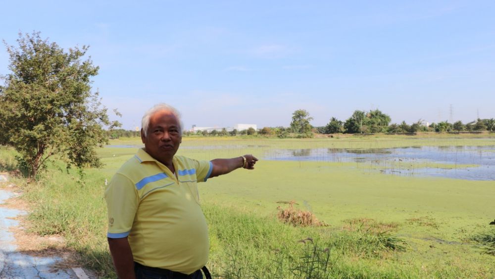 พบฝูงใหญ่ นกเป็ดน้ำหนีหนาวที่อ่างทอง ชาวบ้านวอนอย่ายิงเอาไปกิน  