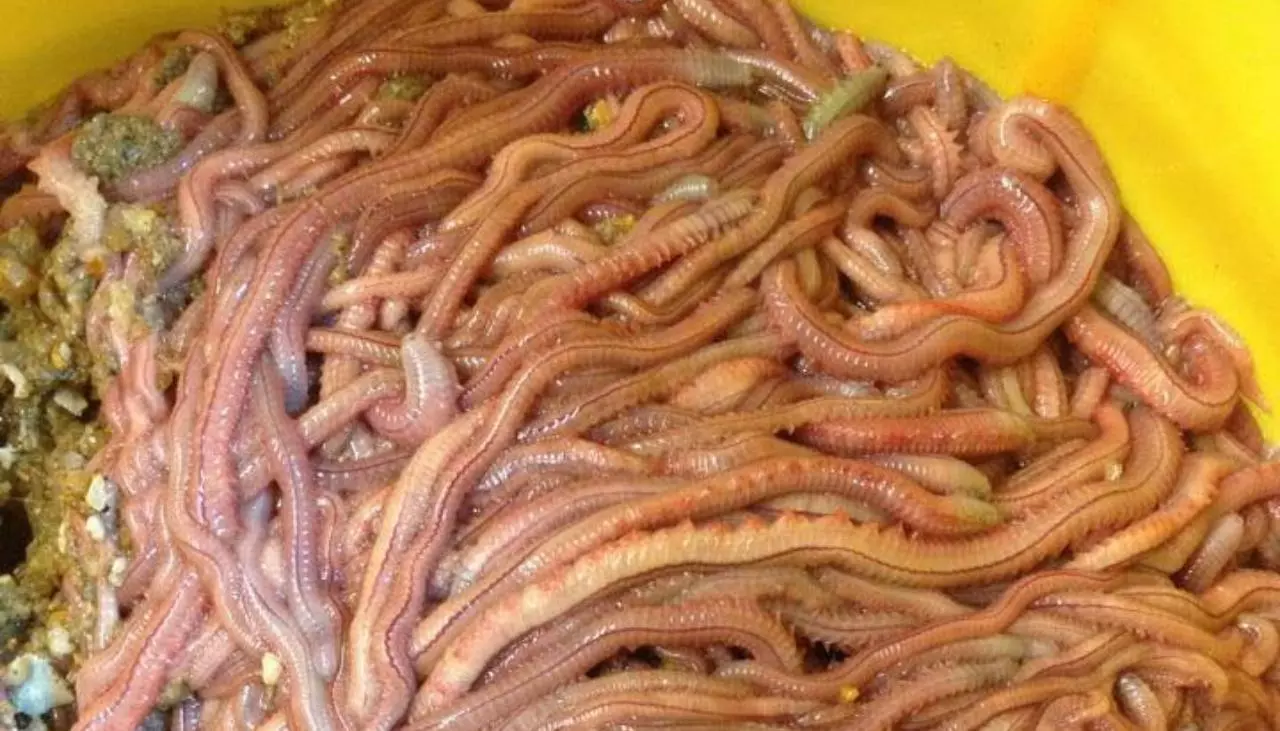 เพรียงทราย ไส้เดือนทะเล วัตถุดิบเมนูก๋วยเตี๋ยวรสเด็ด ต้อนรับผู้นำเอเปก