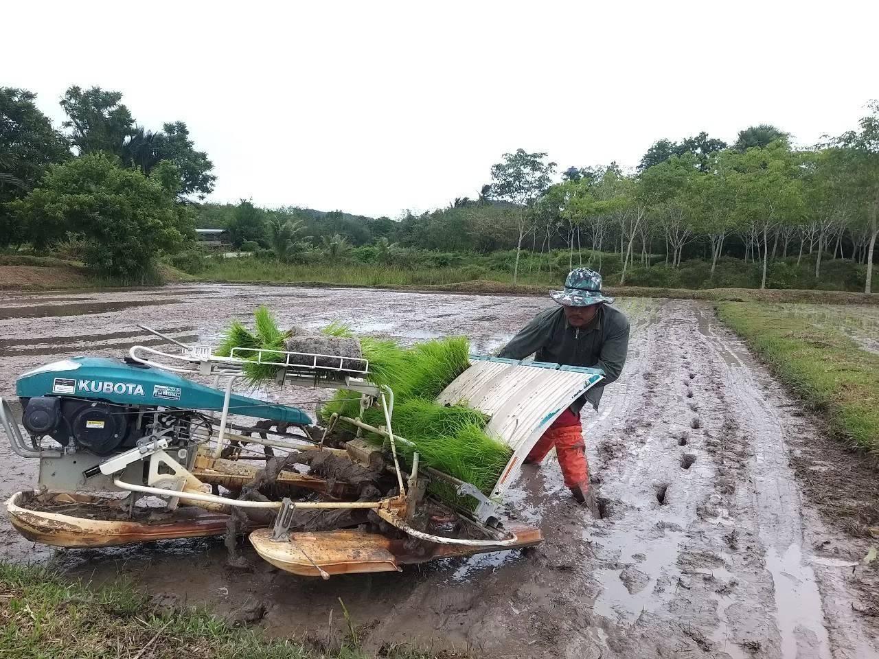 "กรมข้าว" ชู "ข้าวเล็บนก-ปัตตานี" สุดยอดข้าวพันธุ์ดีป้องกันสารพัดโรค