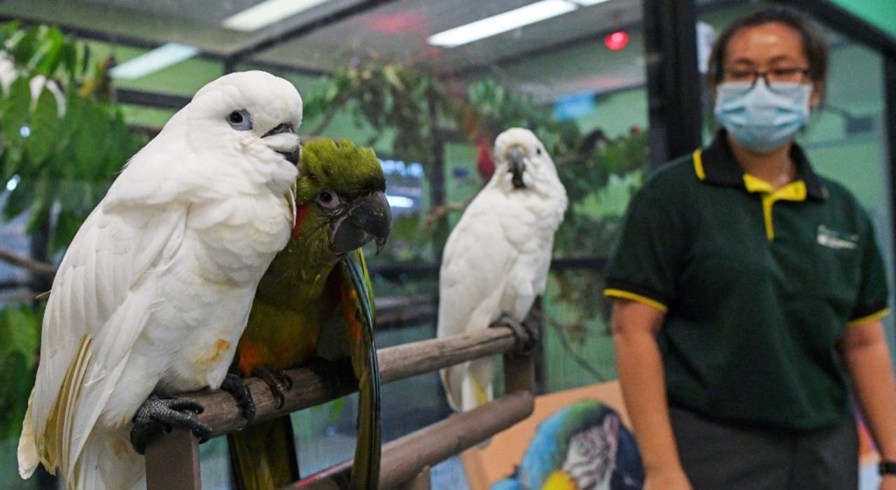 ปิดถาวรต้นปีหน้า สิงคโปร์เตรียมย้ายนกกว่า 3,000 ตัวออกจากสวนนกจูร่ง