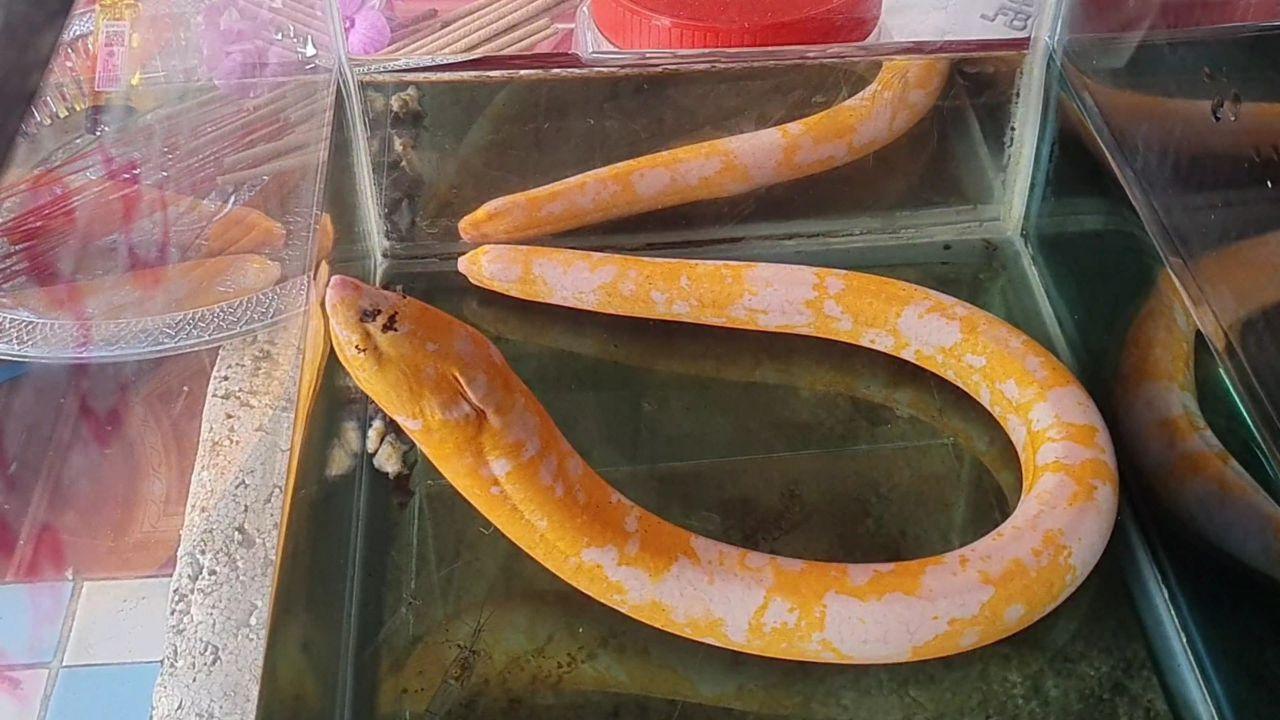 คอหวยพะเยานั่งส่องปลาไหลทอง 2 สี ไม่ผิดหวังเห็นม้วนตัวให้เลขเด็ดลุ้นโชค