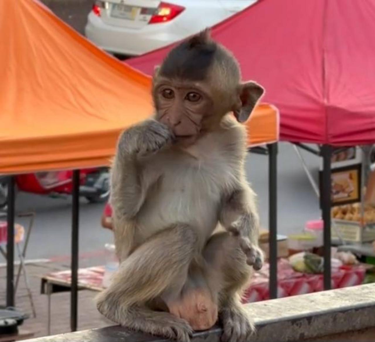 คนลพบุรี รุมประณามคนโยนบุหรี่ให้ลิงน้อยจับจนมือพอง ซ้ำหัวเราะชอบใจ