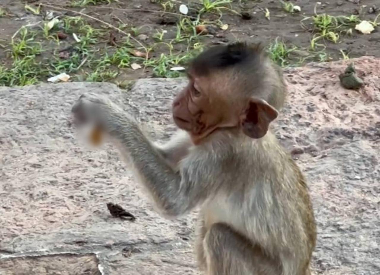 คนลพบุรี รุมประณามคนโยนบุหรี่ให้ลิงน้อยจับจนมือพอง ซ้ำหัวเราะชอบใจ