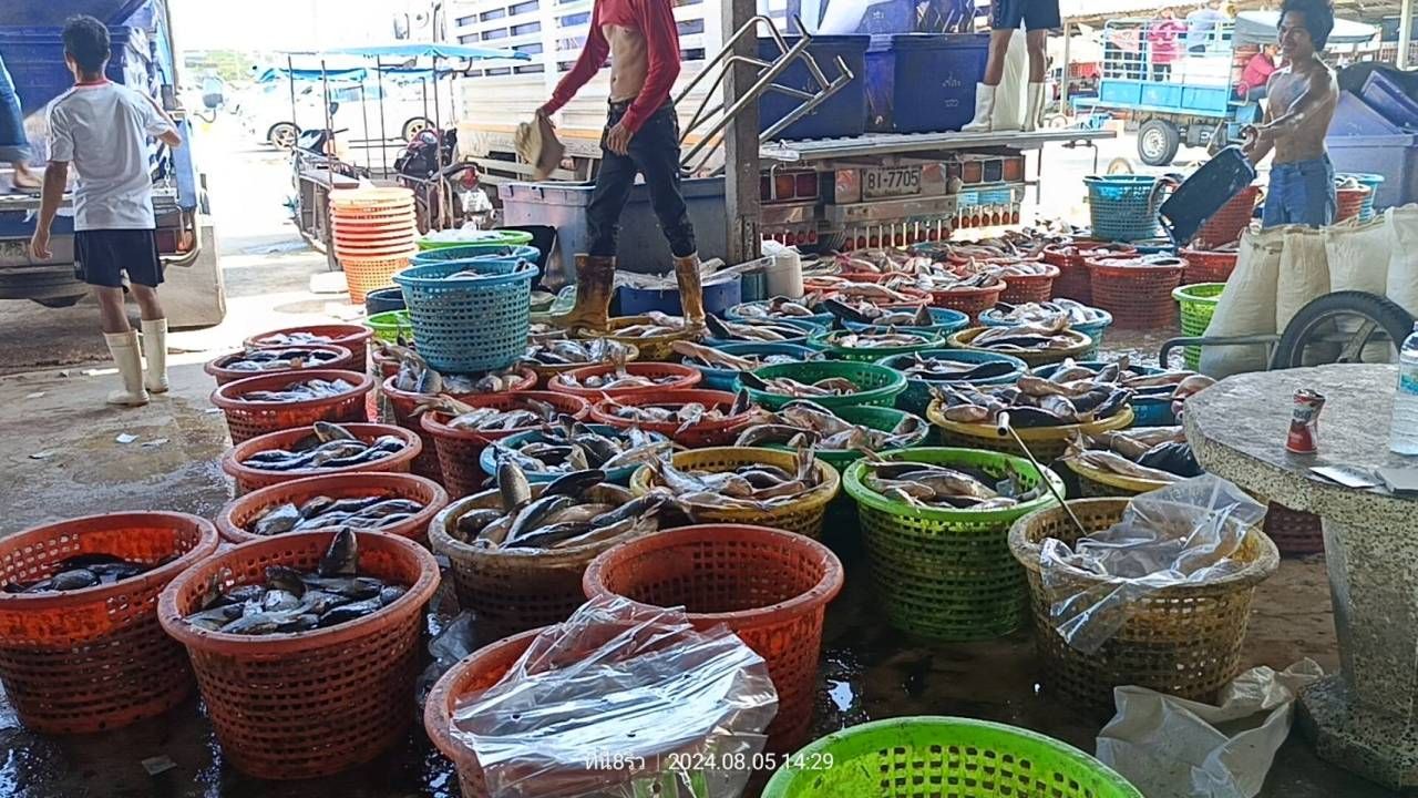 Chachoengsao fish raft Buying black chin fish at 15 baht per kilogram, but still quiet, indicating that the revolution is not much.