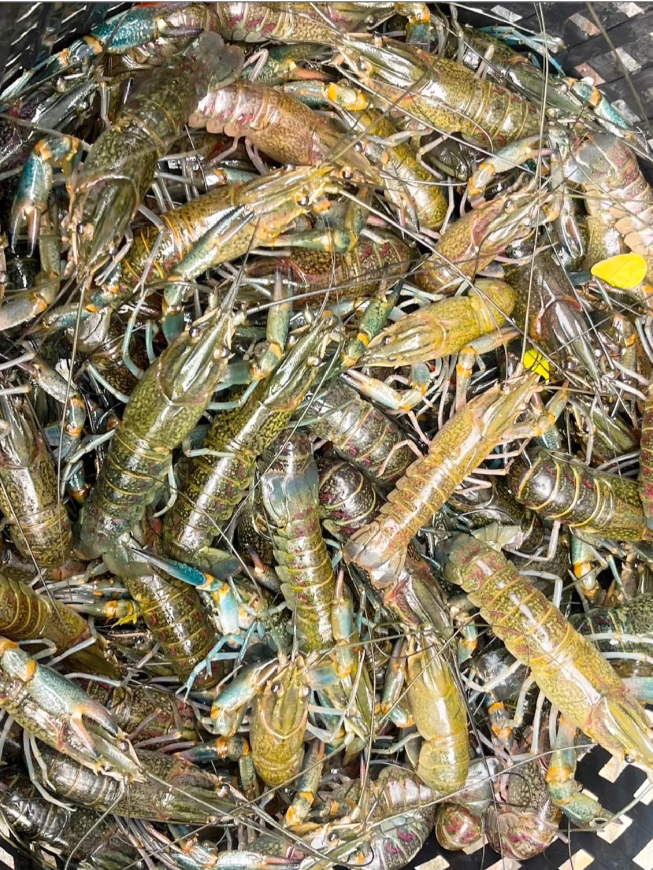 หนุ่ม 31 รวยด้วยกุ้งเครย์ฟิช รายได้ 6 หลัก 1 เดือนทำงานแค่ 10 วัน