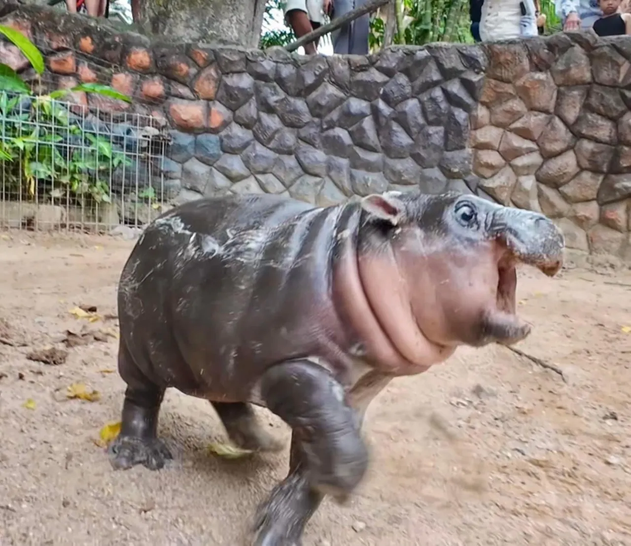 น่ารักจนใจเจ็บ "น้องหมูเด้ง" ตัวตึงสวนสัตว์เปิดเขาเขียว ต่างชาติสร้างแฟนด้อม (คลิป)