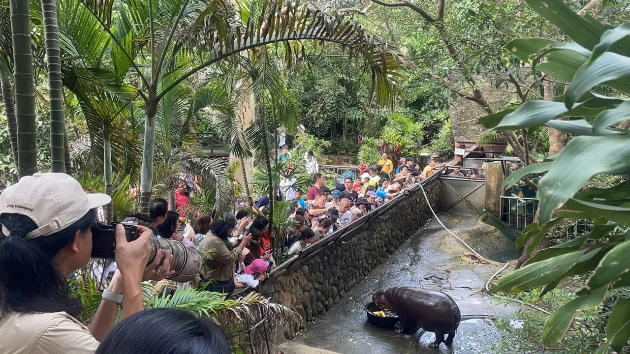 น่ารักจนใจเจ็บ "น้องหมูเด้ง" ตัวตึงสวนสัตว์เปิดเขาเขียว ต่างชาติสร้างแฟนด้อม (คลิป)