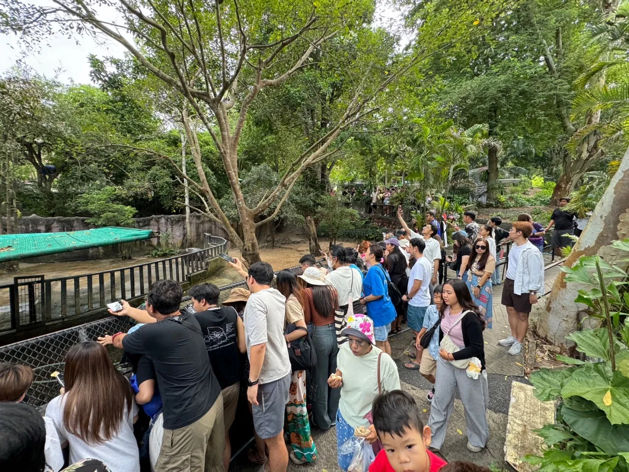 น่ารักจนใจเจ็บ "น้องหมูเด้ง" ตัวตึงสวนสัตว์เปิดเขาเขียว ต่างชาติสร้างแฟนด้อม (คลิป)