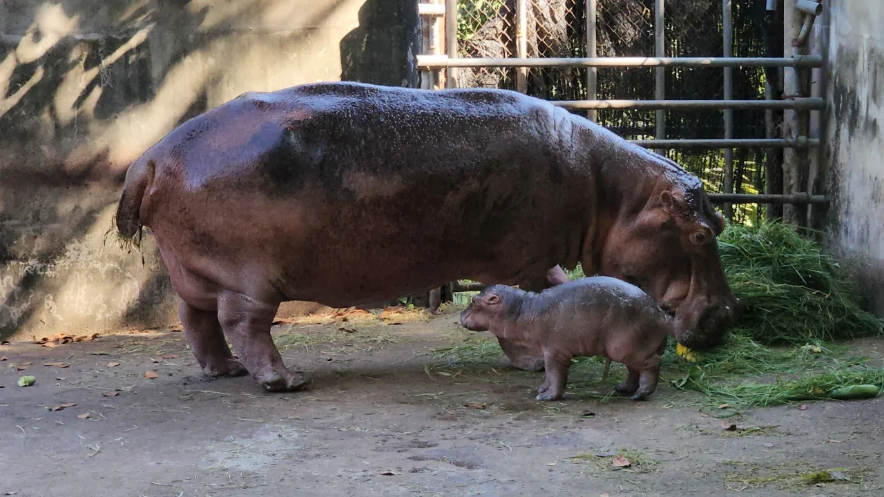 ลูกฮิปโป ศรีสะเกษ ได้ชื่อแล้ว "น้องหอมแดง" เตรียมจับรางวัลแจกผู้ร่วมโหวตชื่อ