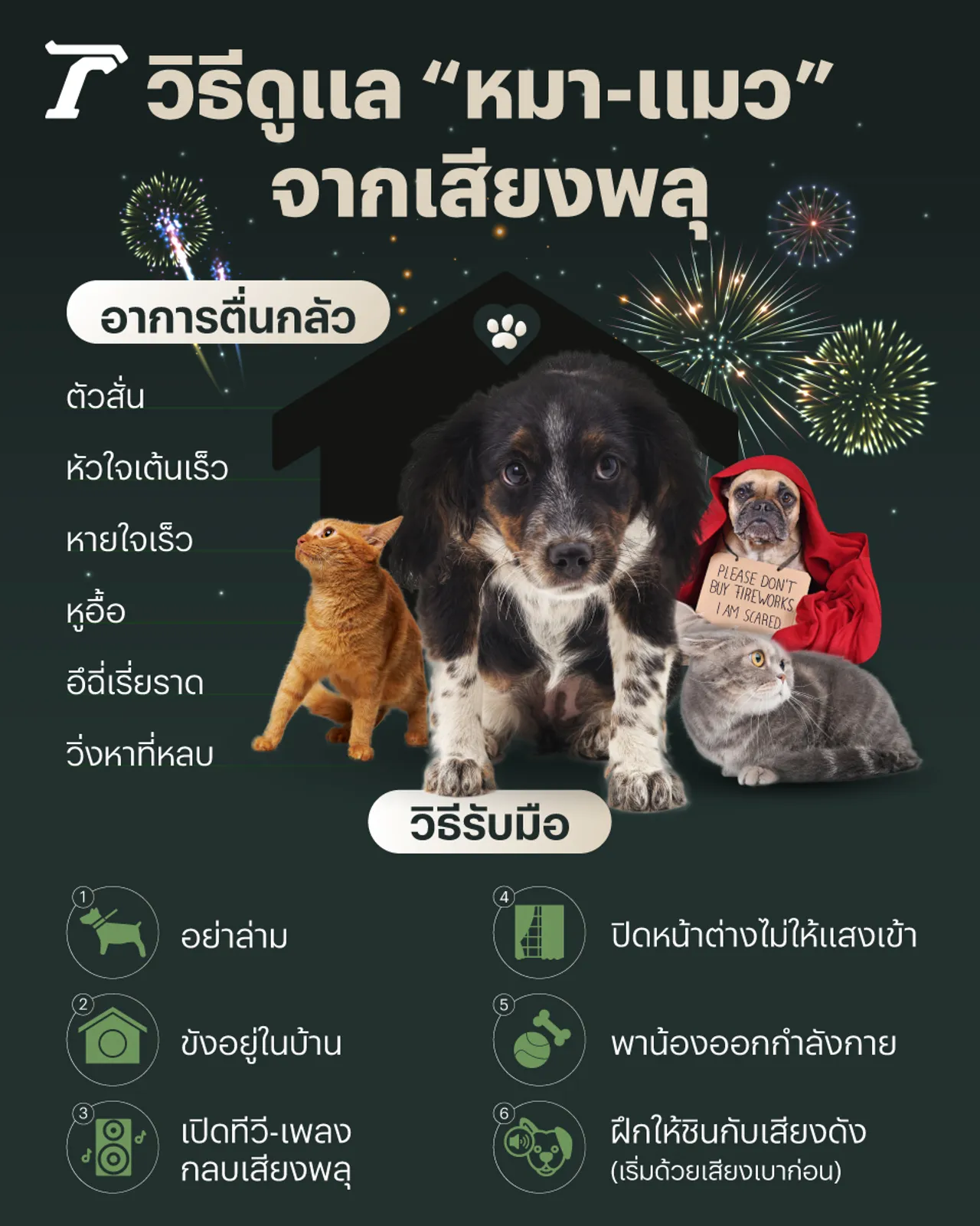 "หมา-แมว" ตื่นเสียงพลุ วิธีดูแลน้องไม่ให้เกิดอันตราย 