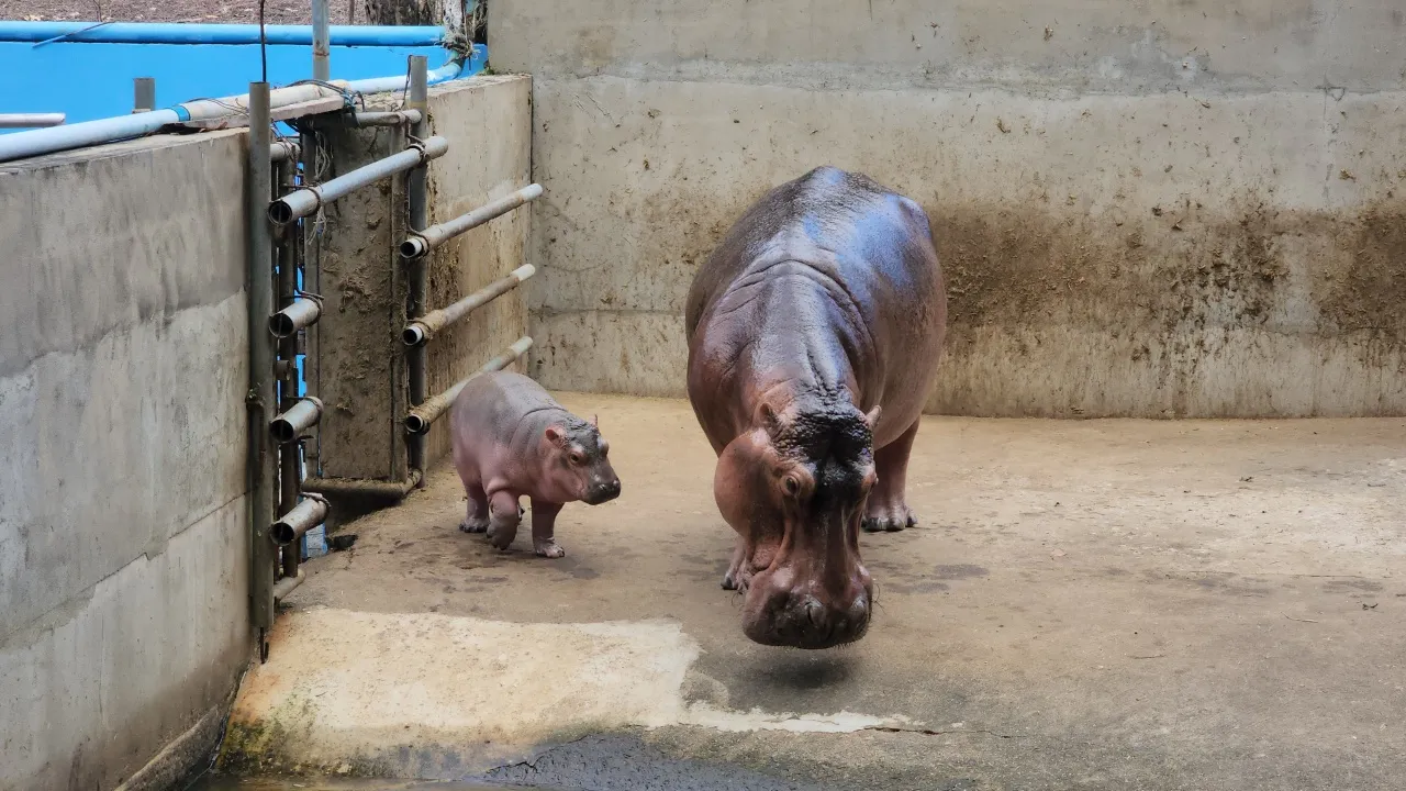 สวนสัตว์ศรีสะเกษ คึกคัก จัดงานครบรอบวันเกิด "น้องหอมแดง" ลูกฮิปโป วัย 1 เดือน