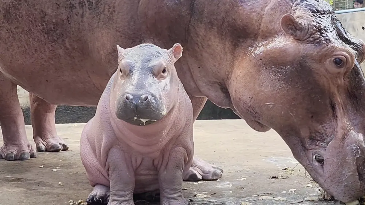 สวนสัตว์ศรีสะเกษ คึกคัก จัดงานครบรอบวันเกิด "น้องหอมแดง" ลูกฮิปโป วัย 1 เดือน