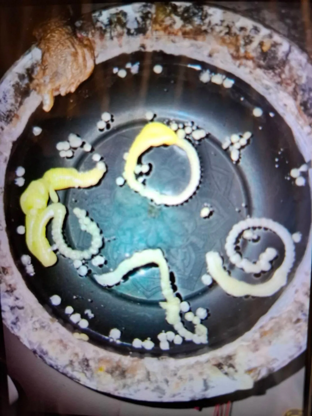 เปิดยอดเงินปากนาคคำชะโนด เลขอ่างน้ำมนต์ ได้เลขเด็ดเสี่ยงโชคโค้งสุดท้าย