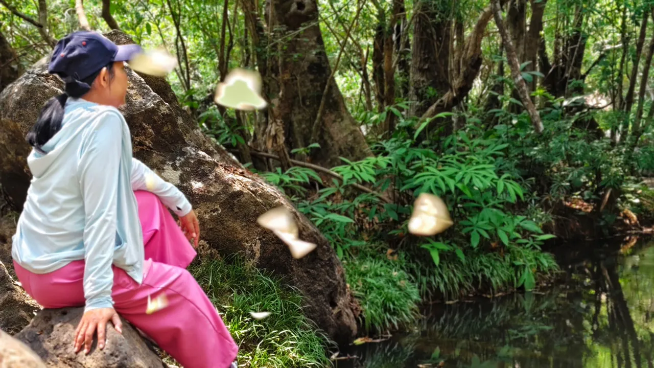 สวยตระการตา "ฝูงผีเสื้อ" นับแสนบินอวดโฉม ที่เขื่อนลำแชะ โคราช