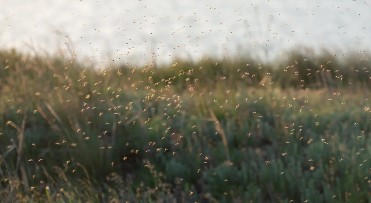 อิตาลีผวา ฝูงริ้นนับล้านบุกแคว้นทัสคานี กระทบธุรกิจท่องเที่ยว