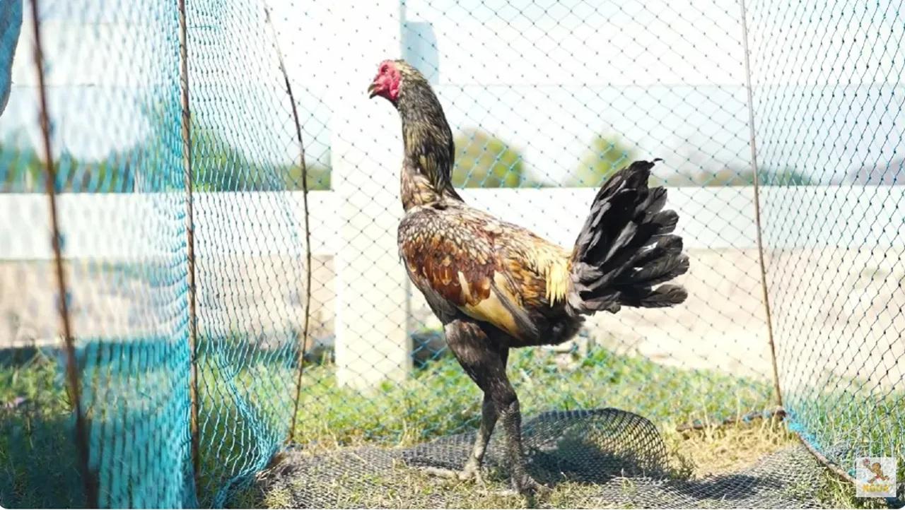 เปิดอาณาจักร น้ำ รพีภัทร ทำฟาร์มไก่ชน เผยเคยเดิมพันแข่งสูงสุด 70 ล้าน