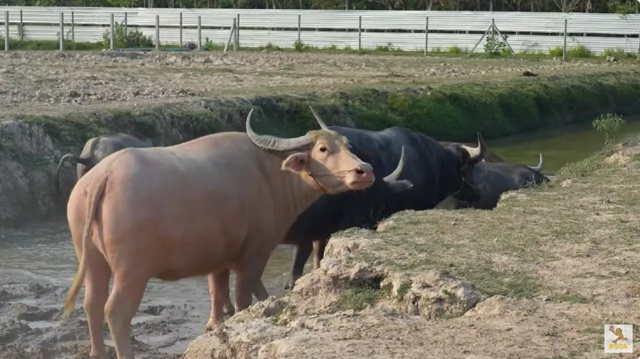 เปิดอาณาจักร น้ำ รพีภัทร ทำฟาร์มไก่ชน เผยเคยเดิมพันแข่งสูงสุด 70 ล้าน