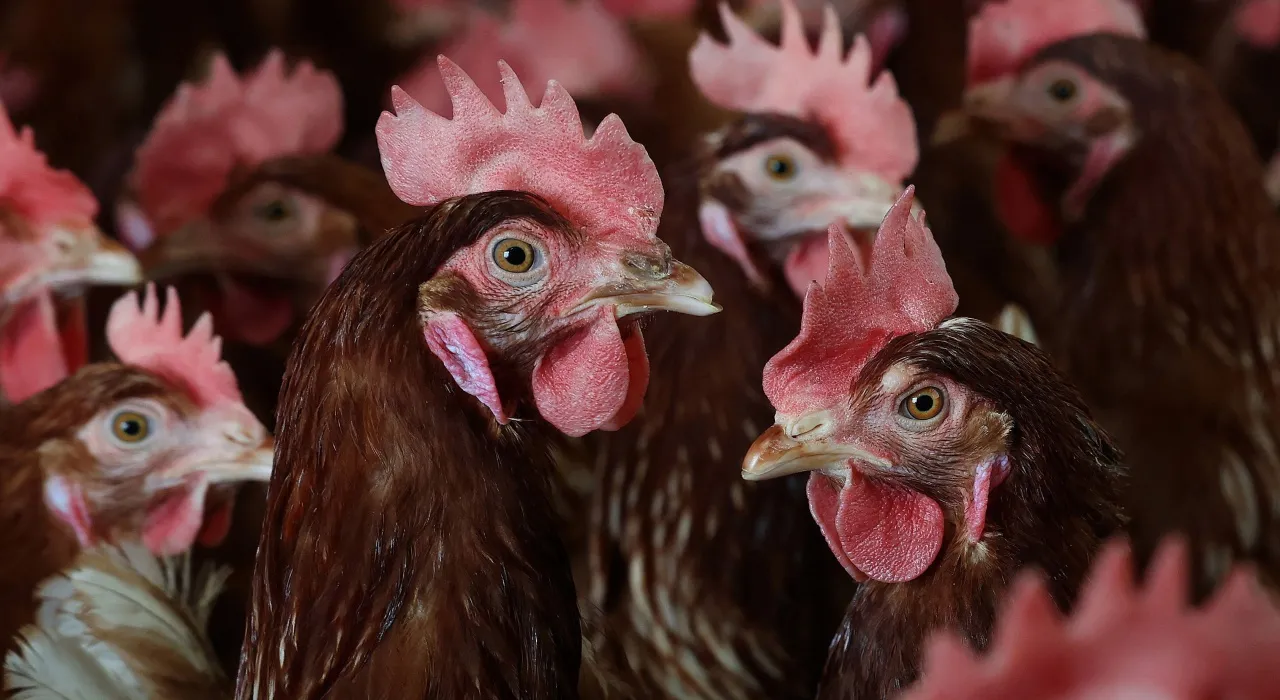 1 พันล้านของรัฐบาลทรัมป์ กับการแก้ปัญหาไข่แพง