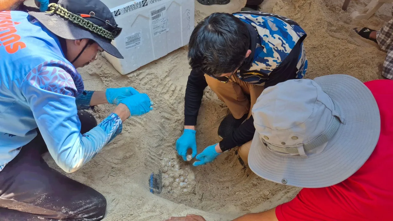 Sea turtle lays eggs on Koh Larn, delighting tourists | News by Thaiger