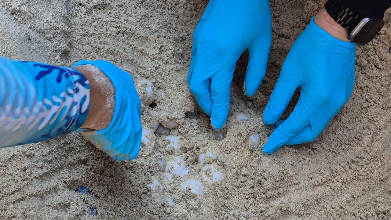 พบเต่ากระ โผล่วางไข่ริมเก้าอี้ชายหาด "เกาะล้าน" นับได้ 157 ฟอง