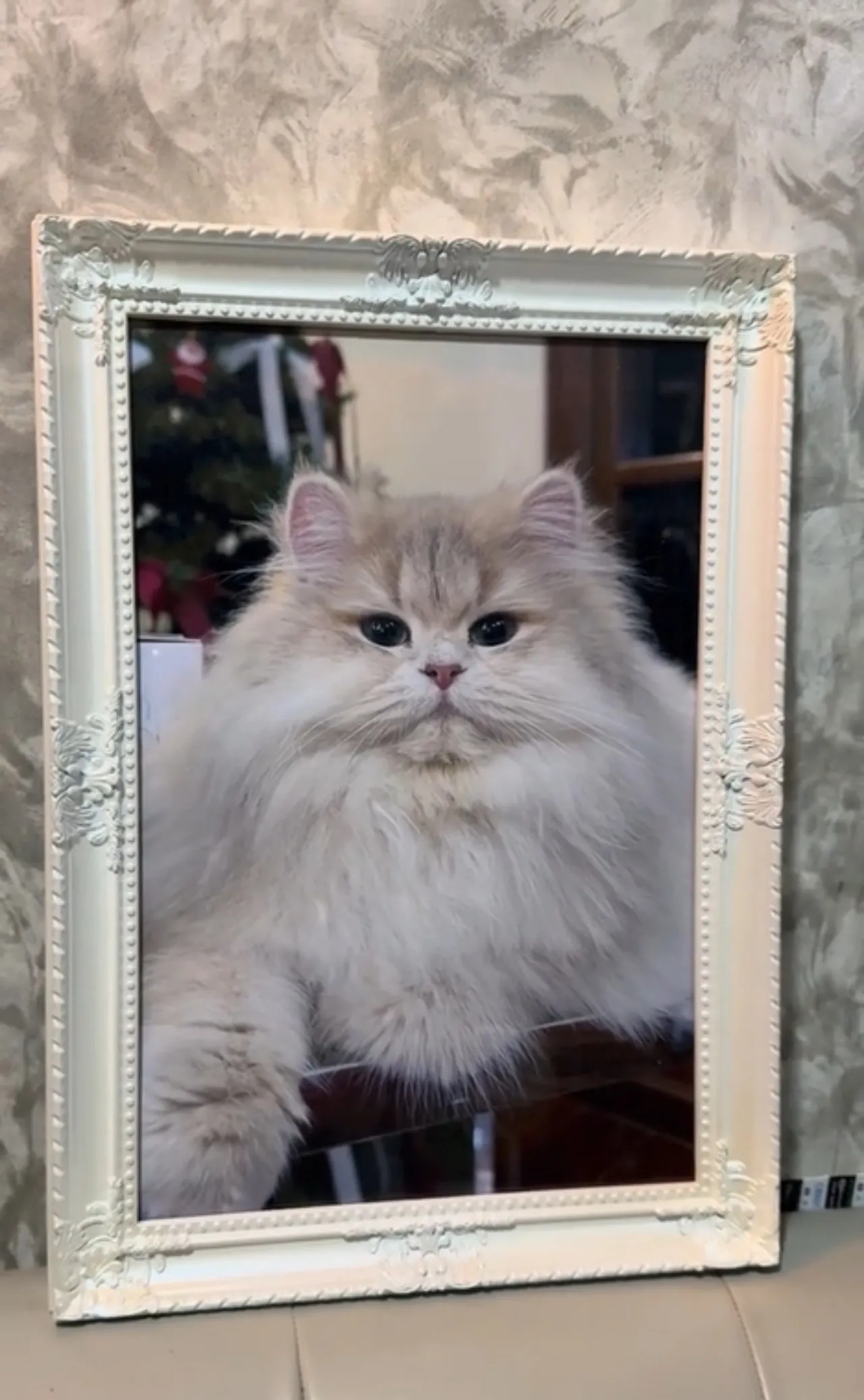 เจ้าของแจ้งข่าวเศร้า น้องแมวเซเล็บ "ใจฟู" กลับดาวแมวแล้ว