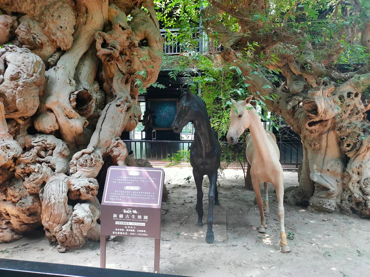 ตามหาม้าเหงื่อโลหิตในตำนาน ในซินเจียงอุยกูร์