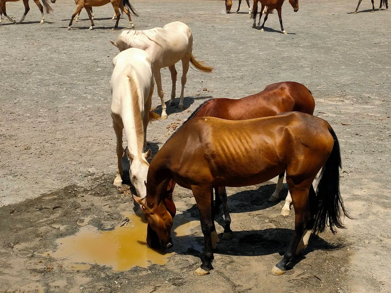 ตามหาม้าเหงื่อโลหิตในตำนาน ในซินเจียงอุยกูร์