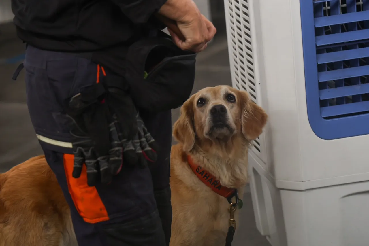 สุนัข K9 USAR ฝึกเข้ม 2 ปี ภารกิจสุดหินกลางซากตึก สตง.