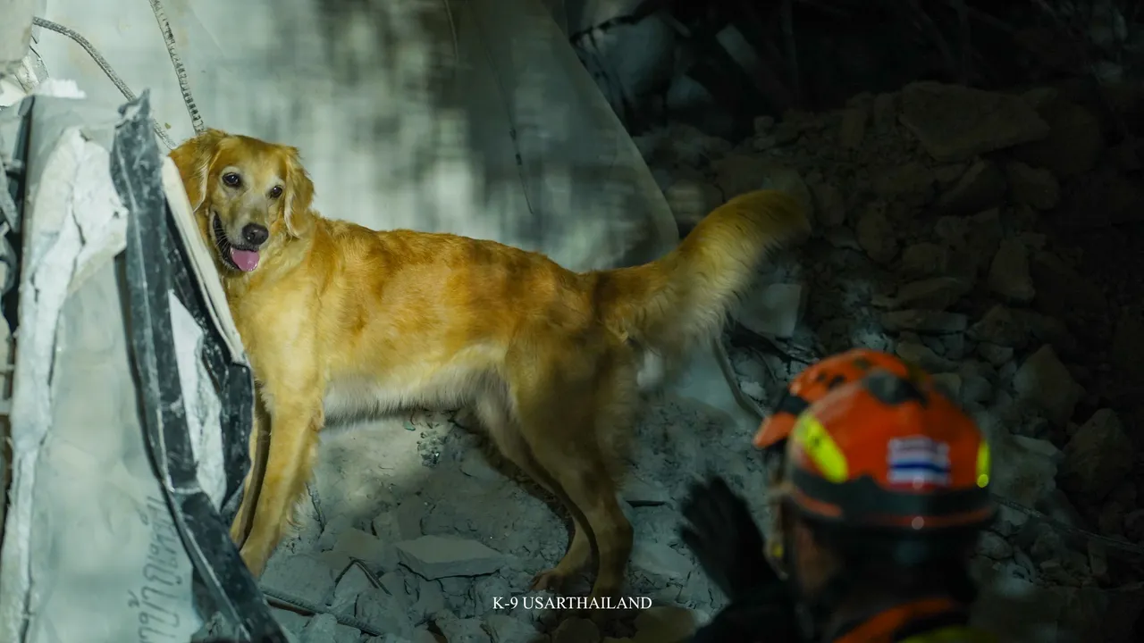 สุนัข K9 USAR ฝึกเข้ม 2 ปี ภารกิจสุดหินกลางซากตึก สตง.