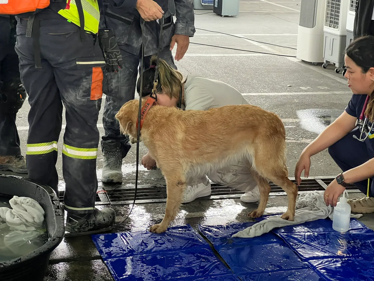 สุนัข K9 USAR ฝึกเข้ม 2 ปี ภารกิจสุดหินกลางซากตึก สตง.