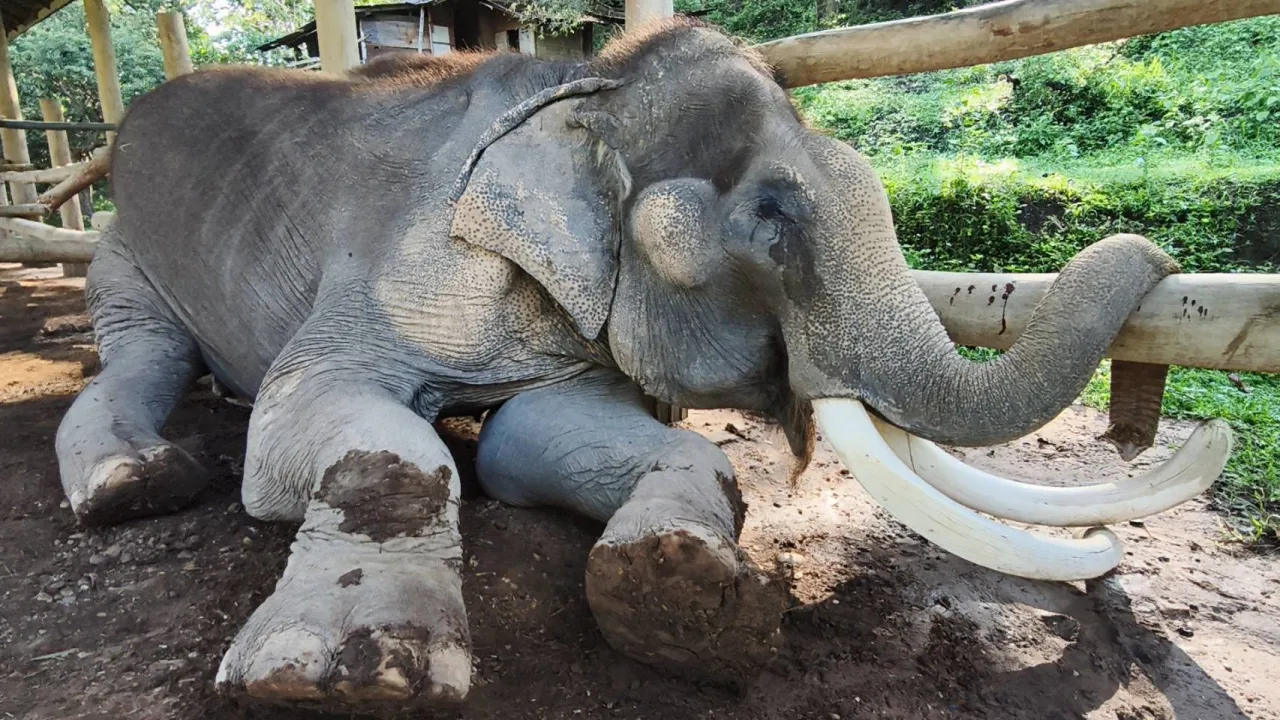สิ้นแล้ว "พลายคำหมื่น" งาอ้อมจักรวาล วัย 90 ปี จ่าฝูงปางช้างแม่สา