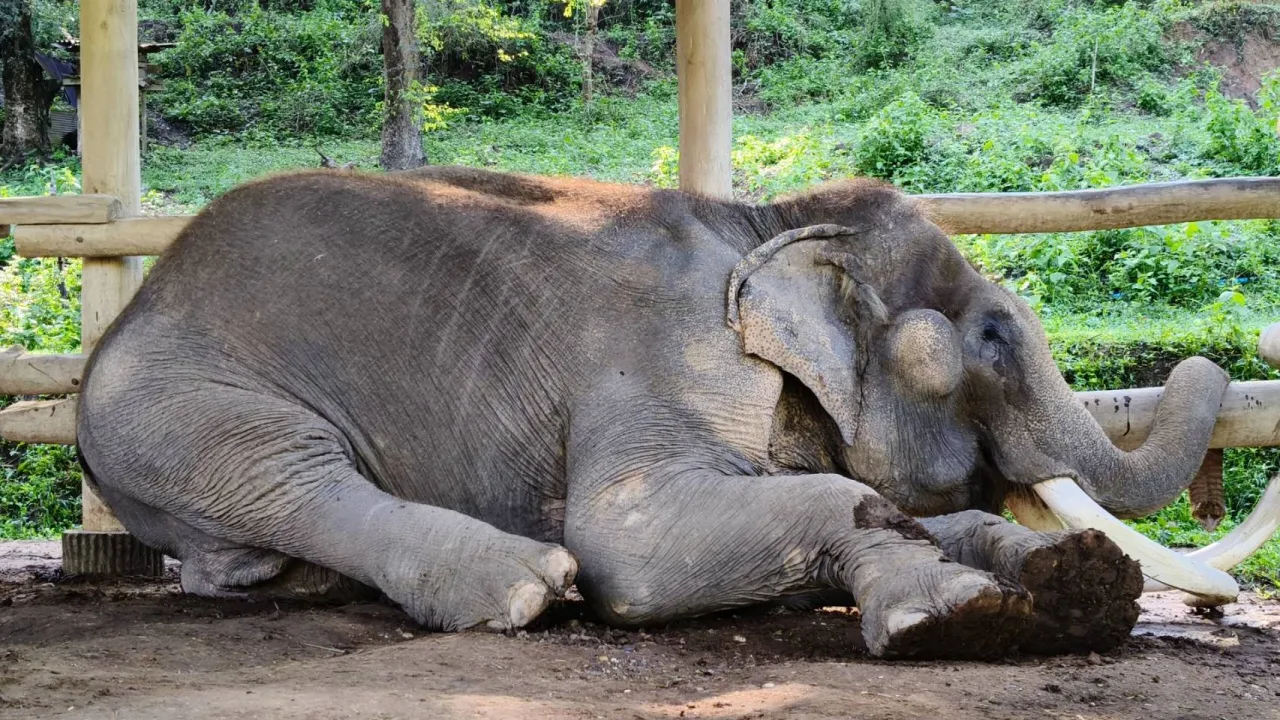 สิ้นแล้ว "พลายคำหมื่น" งาอ้อมจักรวาล วัย 90 ปี จ่าฝูงปางช้างแม่สา