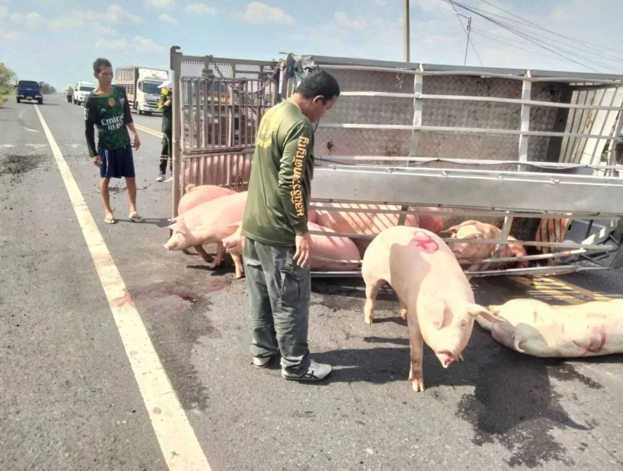 รถขนหมูยางระเบิดพลิกคว่ำ ตายเจ็บเกลื่อนถนน บางตัวหนีตายหัวซุกหัวซุน