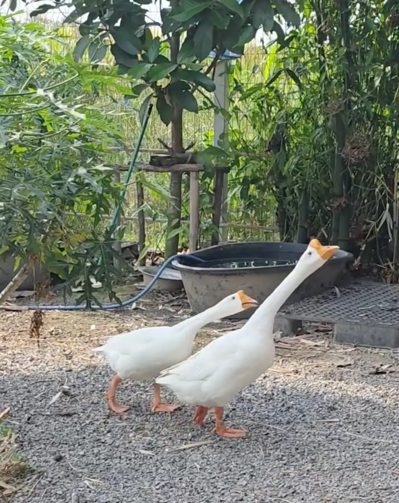 เปิดสวนคุณยายเจ๊เกล ชมพู่ อารยา พาลูกๆ ใช้ชีวิตบ้านๆ เก็บไข่ เก็บผักมาทำกิน