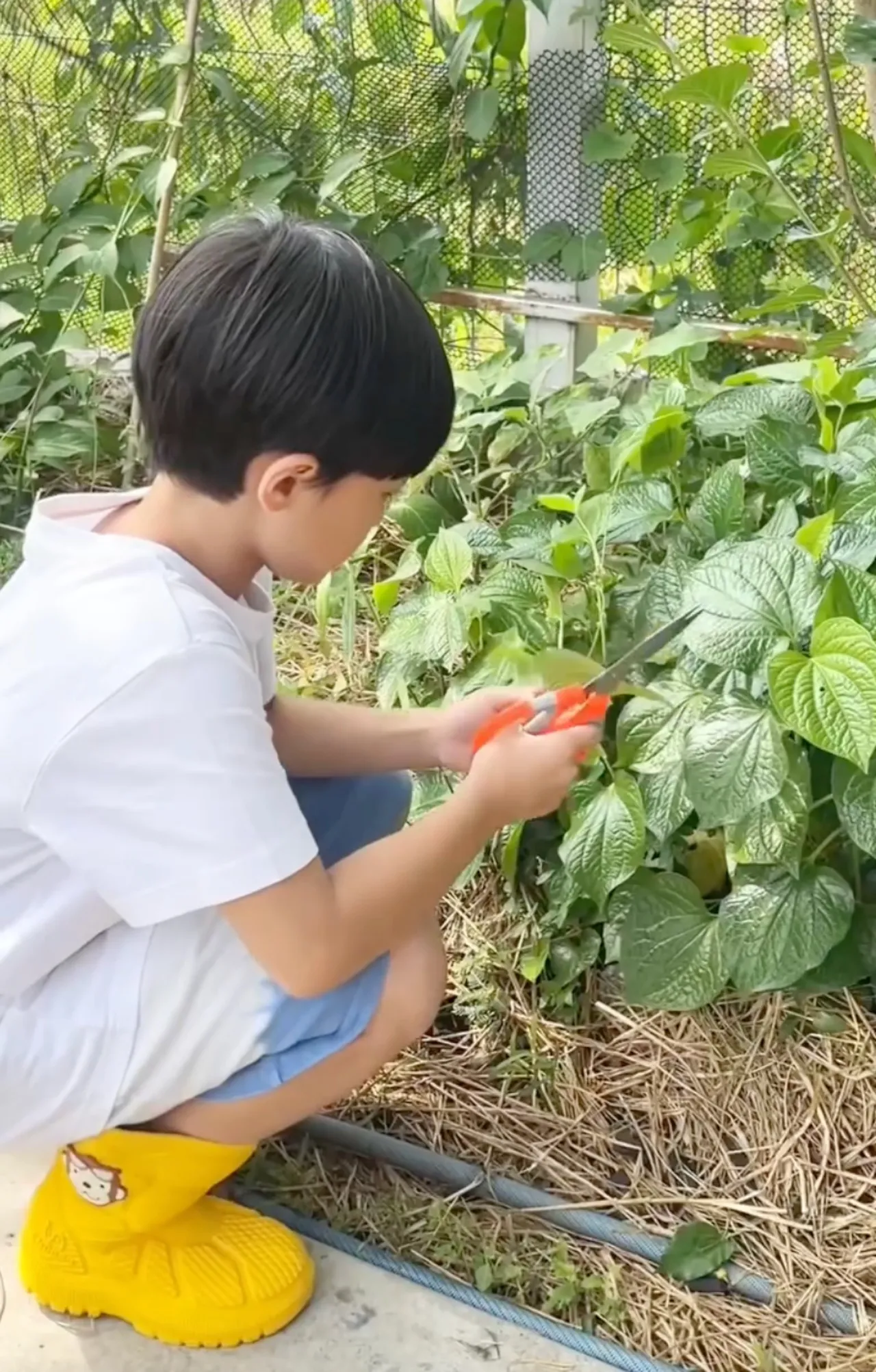 เปิดสวนคุณยายเจ๊เกล ชมพู่ อารยา พาลูกๆ ใช้ชีวิตบ้านๆ เก็บไข่ เก็บผักมาทำกิน