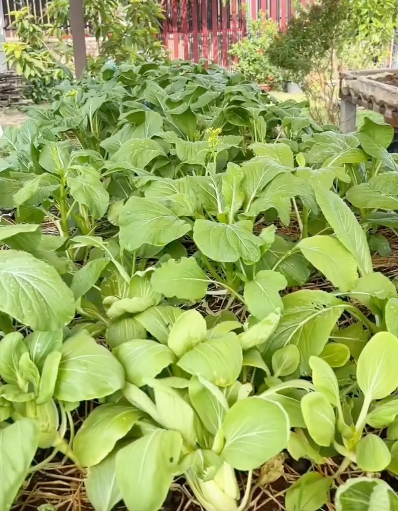 เปิดสวนคุณยายเจ๊เกล ชมพู่ อารยา พาลูกๆ ใช้ชีวิตบ้านๆ เก็บไข่ เก็บผักมาทำกิน