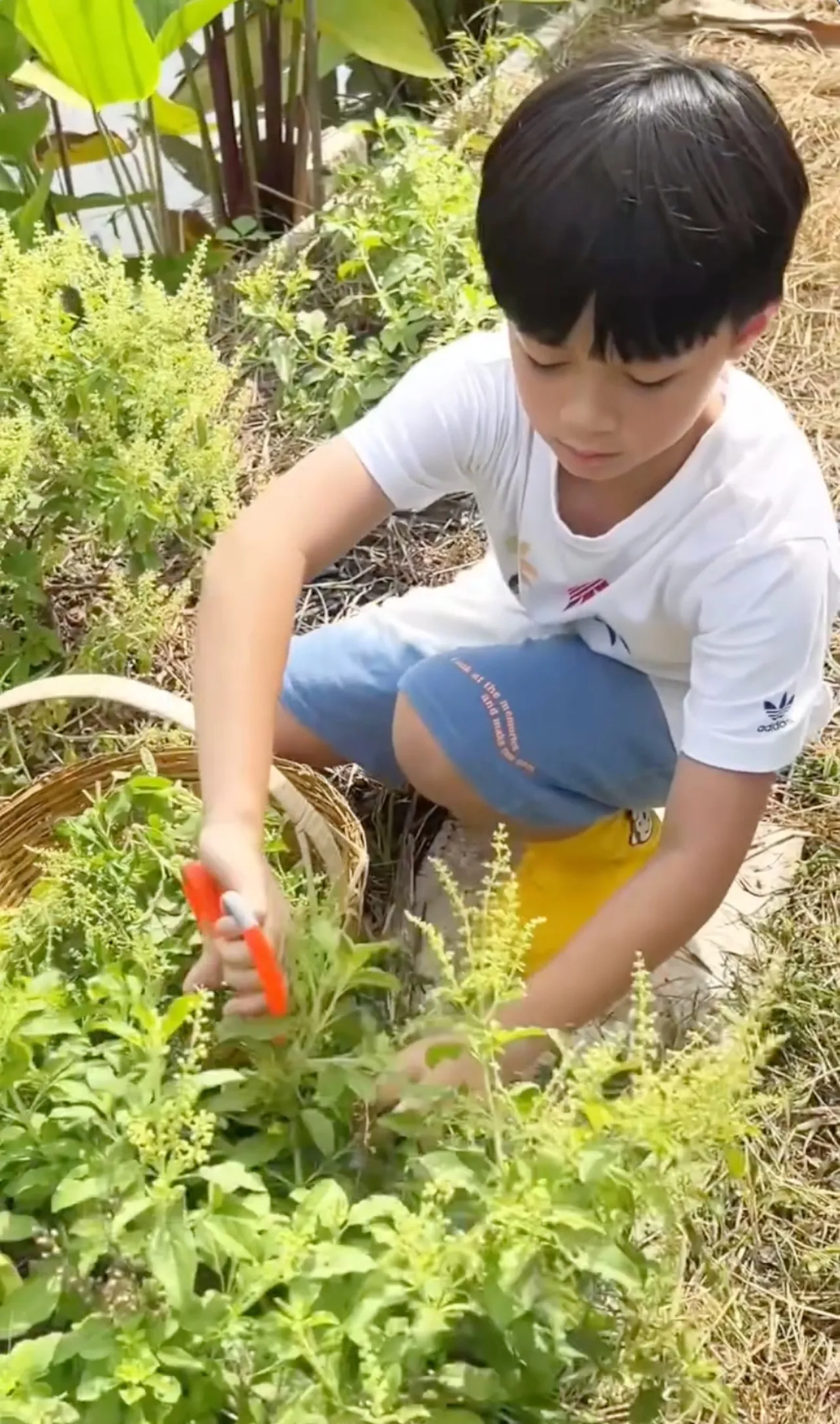 เปิดสวนคุณยายเจ๊เกล ชมพู่ อารยา พาลูกๆ ใช้ชีวิตบ้านๆ เก็บไข่ เก็บผักมาทำกิน