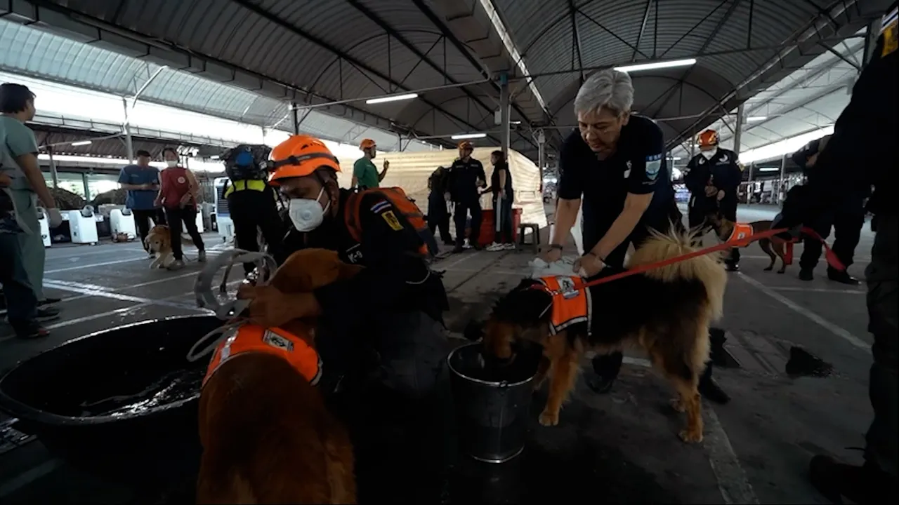 K9 ฮีโร่ 4 ขา สุนัขกู้ภัยระดับโลก ภารกิจค้นหาสุดแกร่ง (คลิป)