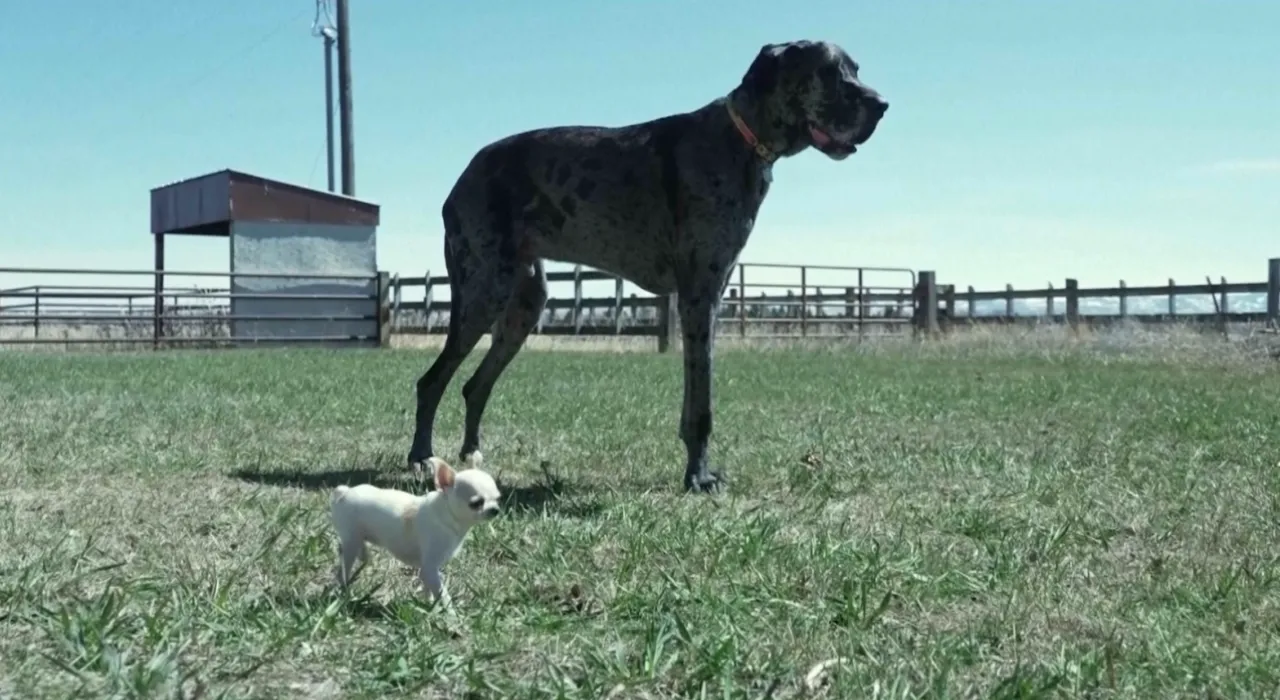 ยักษ์ปะทะจิ๋ว สุนัขสูงที่สุดในโลก เจอกับสุนัขเตี้ยที่สุดในโลก น่ารักเกินต้าน