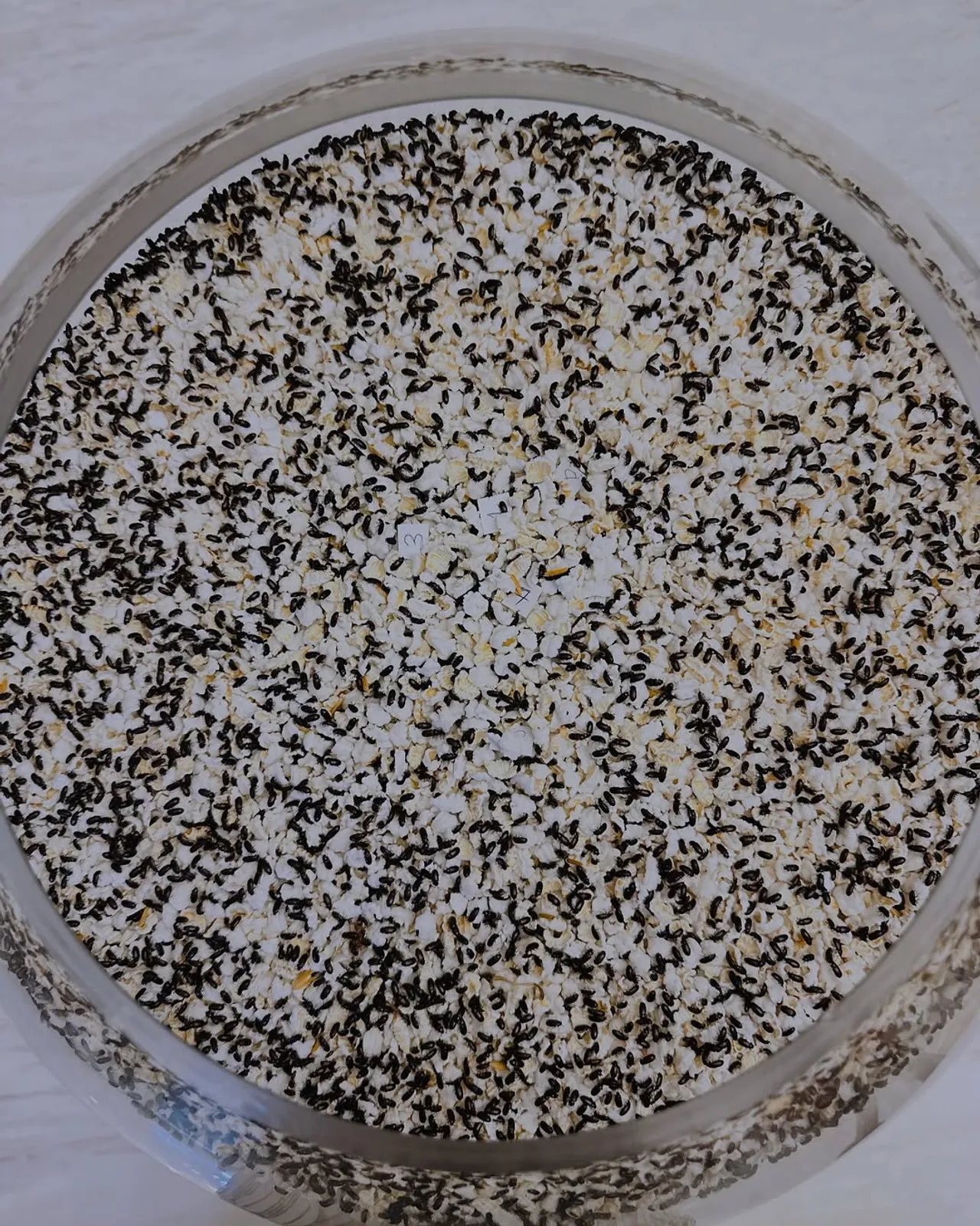 อ๋อม สกาวใจ มาตามนัด เปิดเลขน้องกระดิ่งงวด 16 พ.ค. 68 ชาวเน็ตแห่ซูม