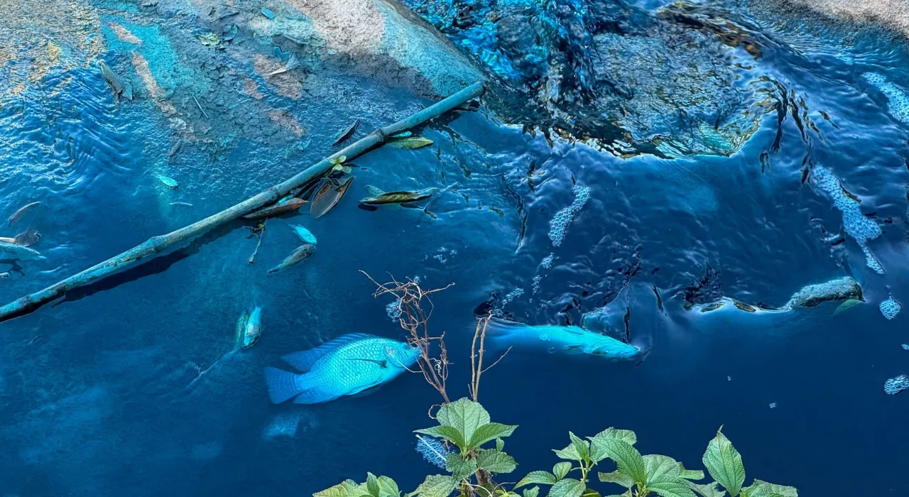 ชาวบ้านช็อก สัตว์ในลำธารกลายเป็นสีฟ้า หลังสีย้อมผ้ารั่วไหลในบราซิล