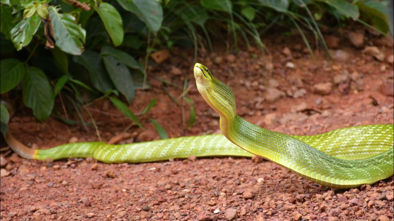 ขอบคุณภาพจาก  อุทยานแห่งชาติปางสีดา - Pang sida National Park
