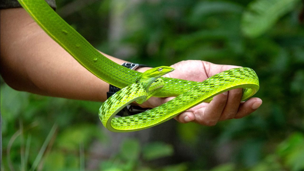 ขอบคุณภาพจาก ศูนย์ธรรมชาติวิทยาดอยสุเทพเฉลิมพระเกียรติฯ คณะวิทยาศาสตร์ มหาวิทยาลัยเชียงใหม่