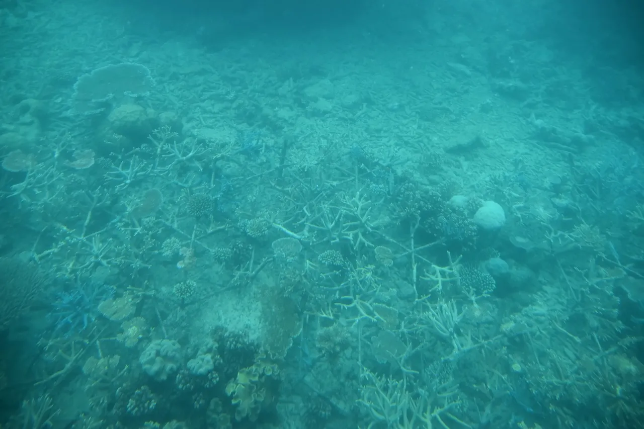 ไฟป่าใต้ทะเล: คลื่นความร้อนทางทะเลคุกคามแนวปะการังออสเตรเลีย