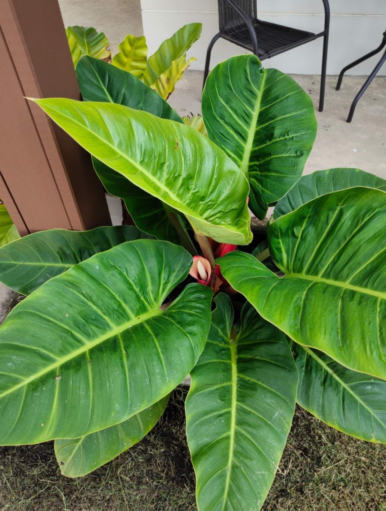 ต้นเศรษฐีรวยทรัพย์