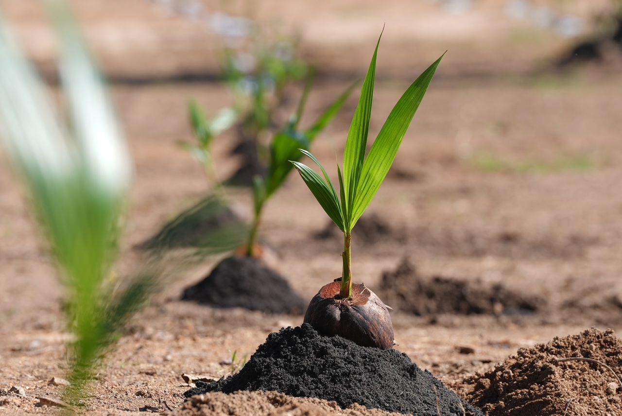 ต้นกล้ามะพร้าว ที่จะดูดซับ กักเก็บก๊าซเรือนกระจกได้ราว 8,216 กิโลกรัมคาร์บอนไดออกไซด์เทียบเท่า