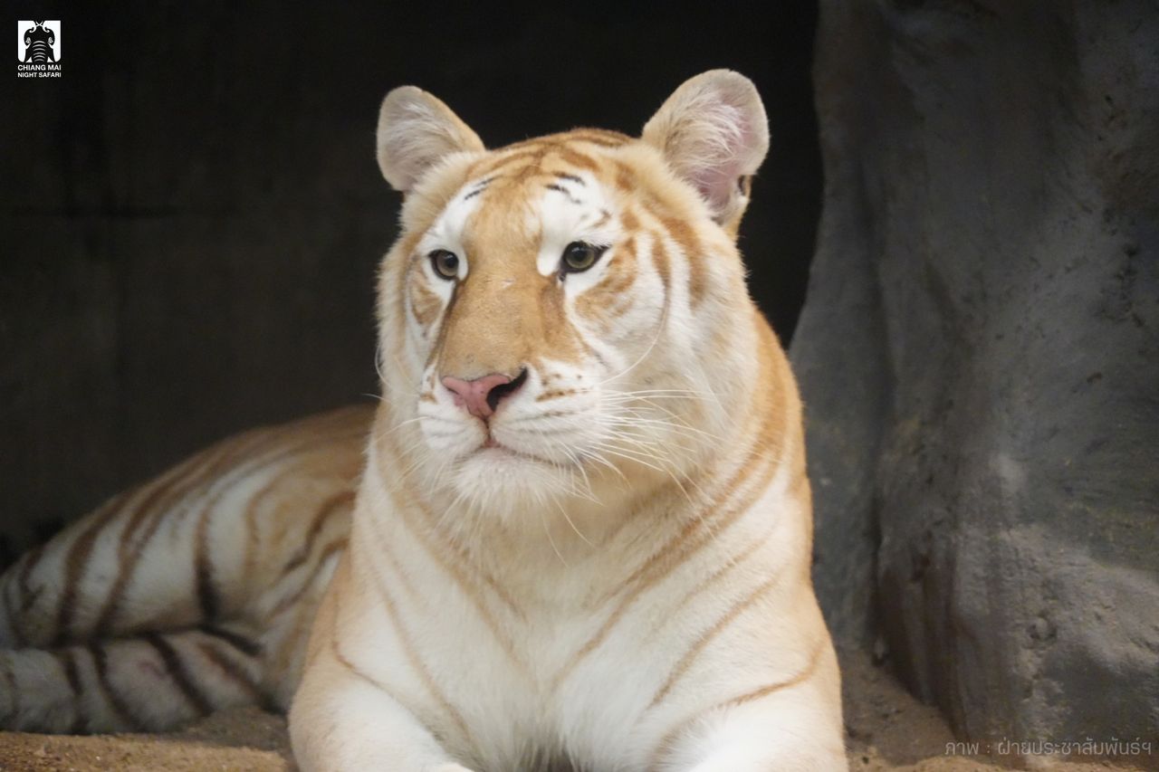 ที่มาของภาพ : เฟซบุ๊กเพจ เชียงใหม่ไนท์ซาฟารี Chiang Mai Night Safari