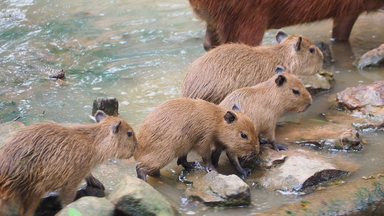 สวนสัตว์ขอนแก่นมี ขบวนพาเหรดคาปิบารา ให้รับชม