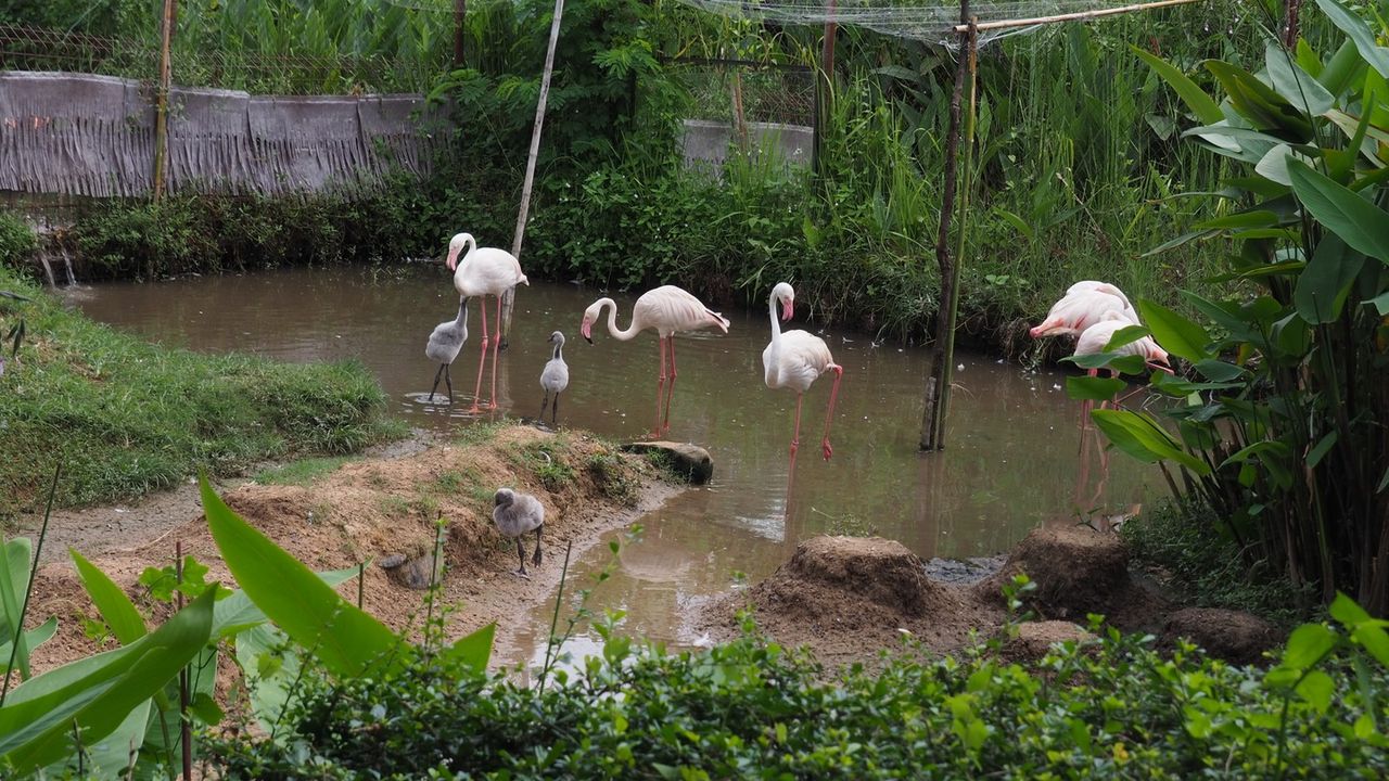 ปิดเทอมนี้ชวนดู “ลูกฟลามิงโก้ใหญ่”
